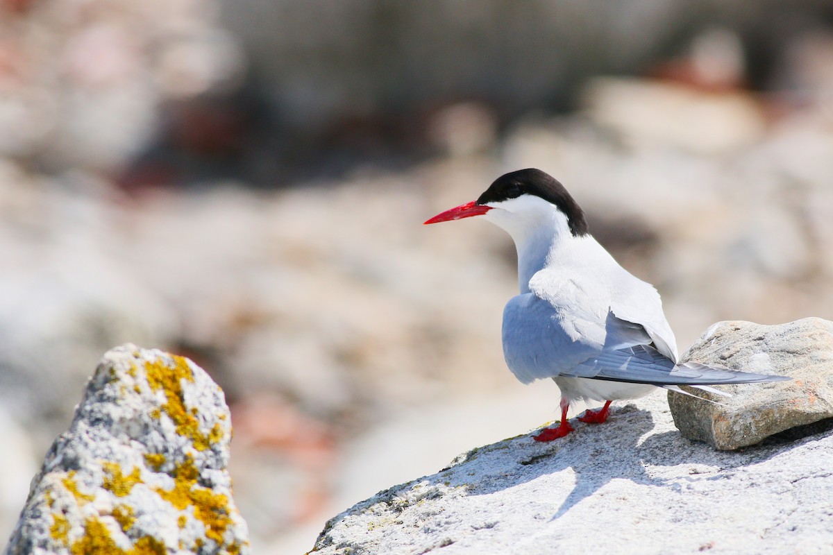 Arctic Tern - ML623296412