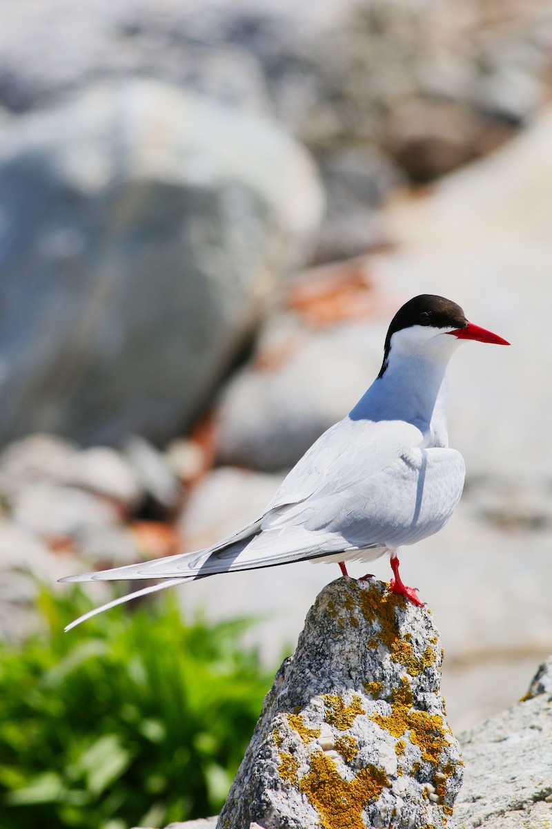 Arctic Tern - ML623296413