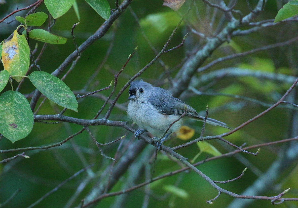 Tufted Titmouse - ML623296431