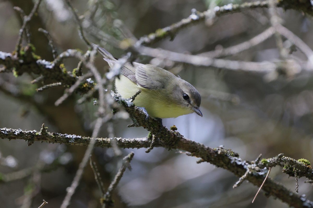 Philadelphia Vireo - Brad Carlson