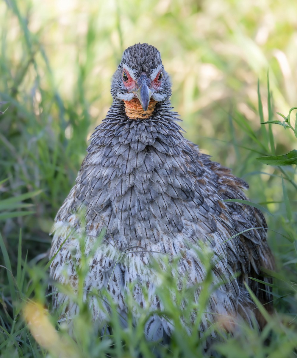 Gray-breasted Spurfowl - ML623296469