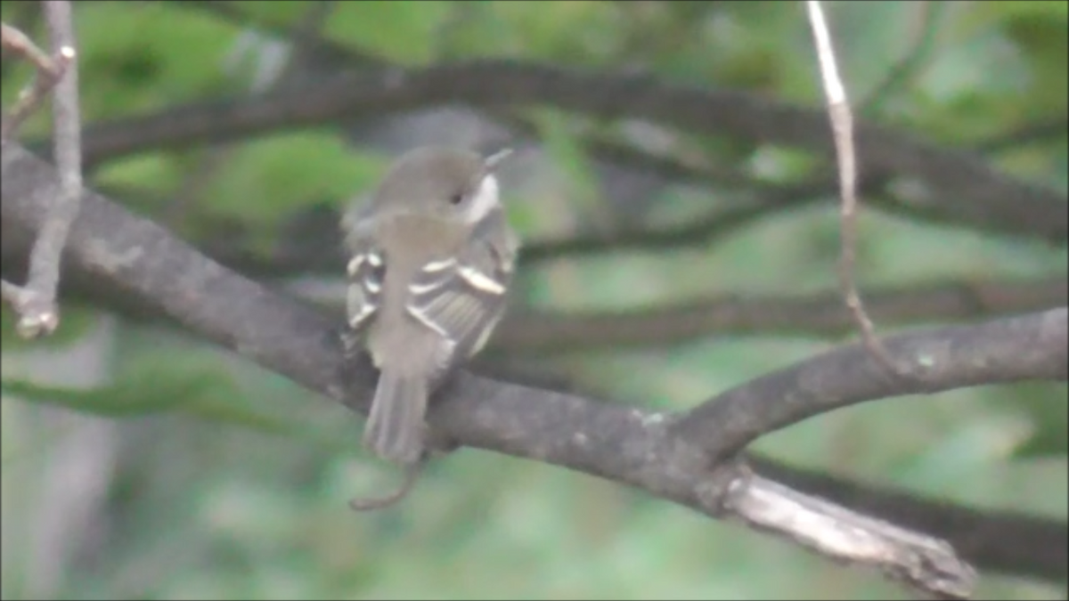 Least Flycatcher - ML623296486