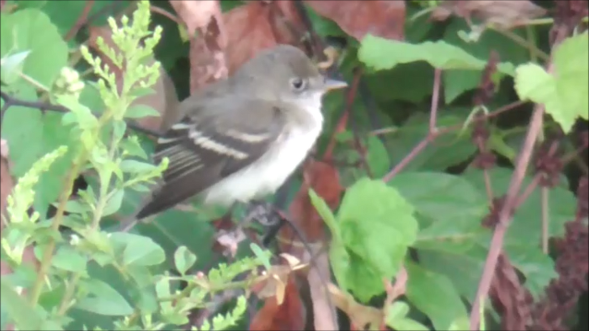 Least Flycatcher - Paul Driver