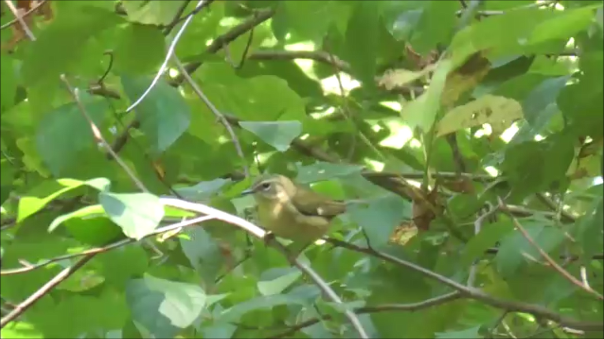 Black-throated Blue Warbler - ML623296509