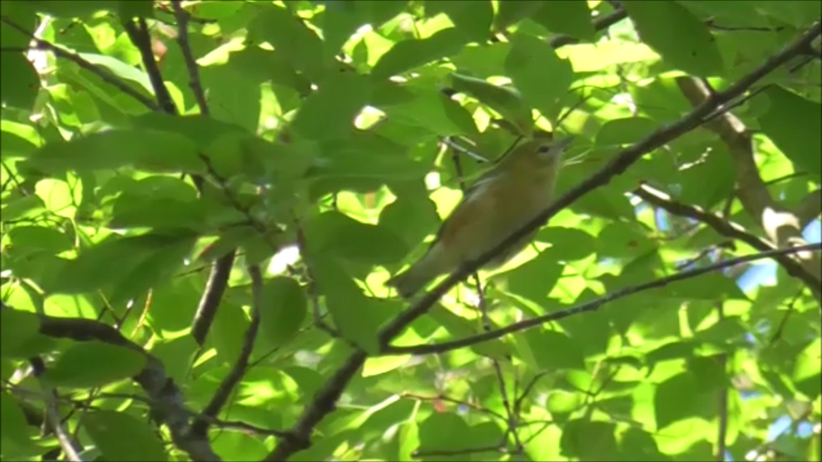 Bay-breasted Warbler - ML623296516