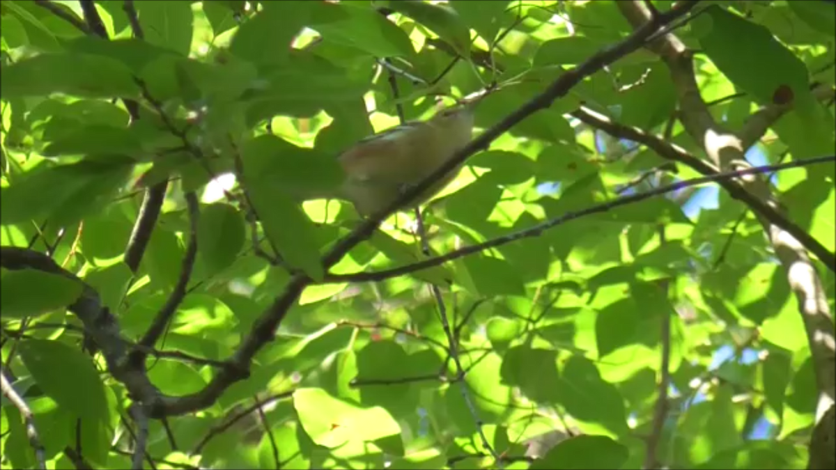 Bay-breasted Warbler - ML623296518