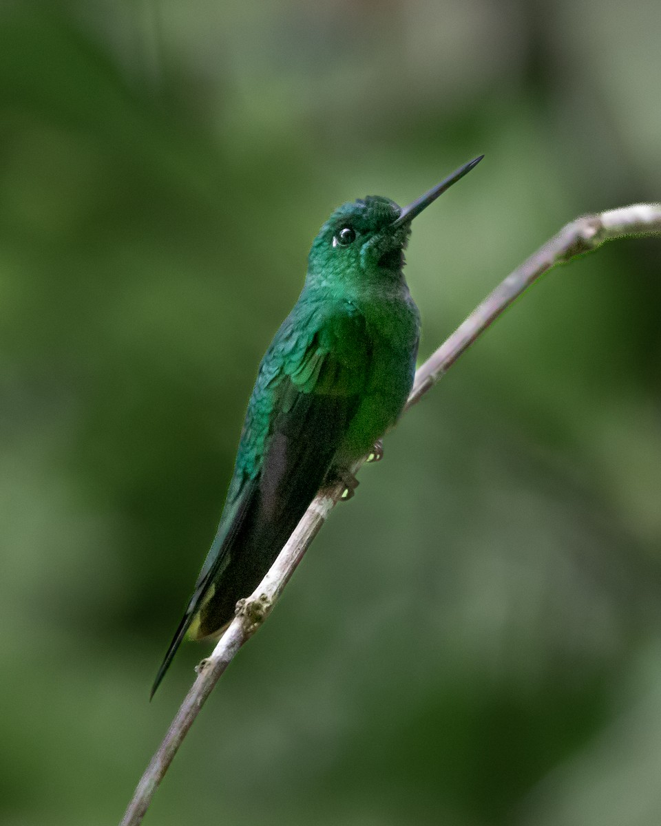 Green-crowned Brilliant - Matthew Douglas Gable