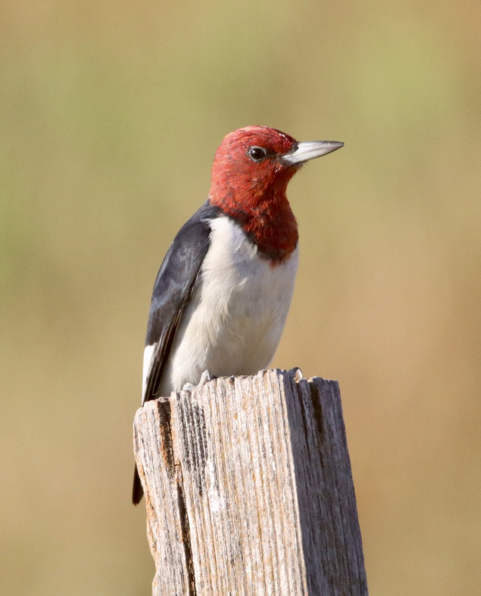 Red-headed Woodpecker - ML623296549