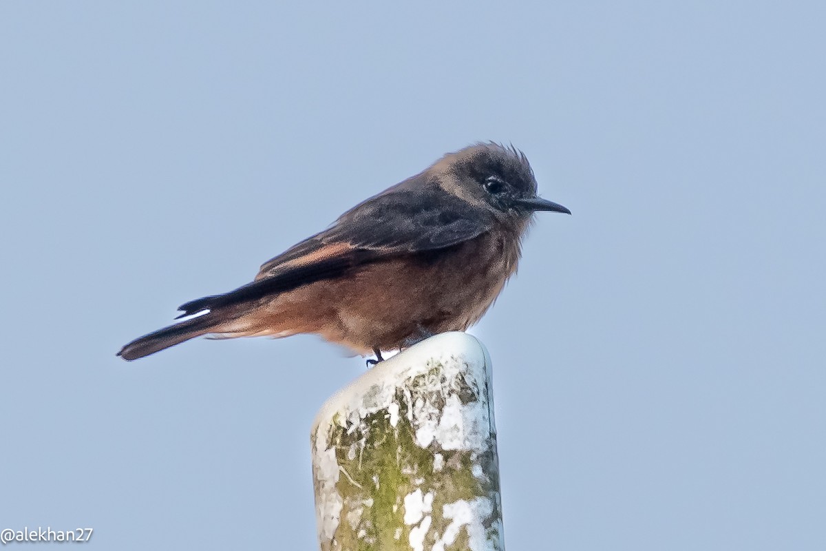 Cliff Flycatcher - ML623296554