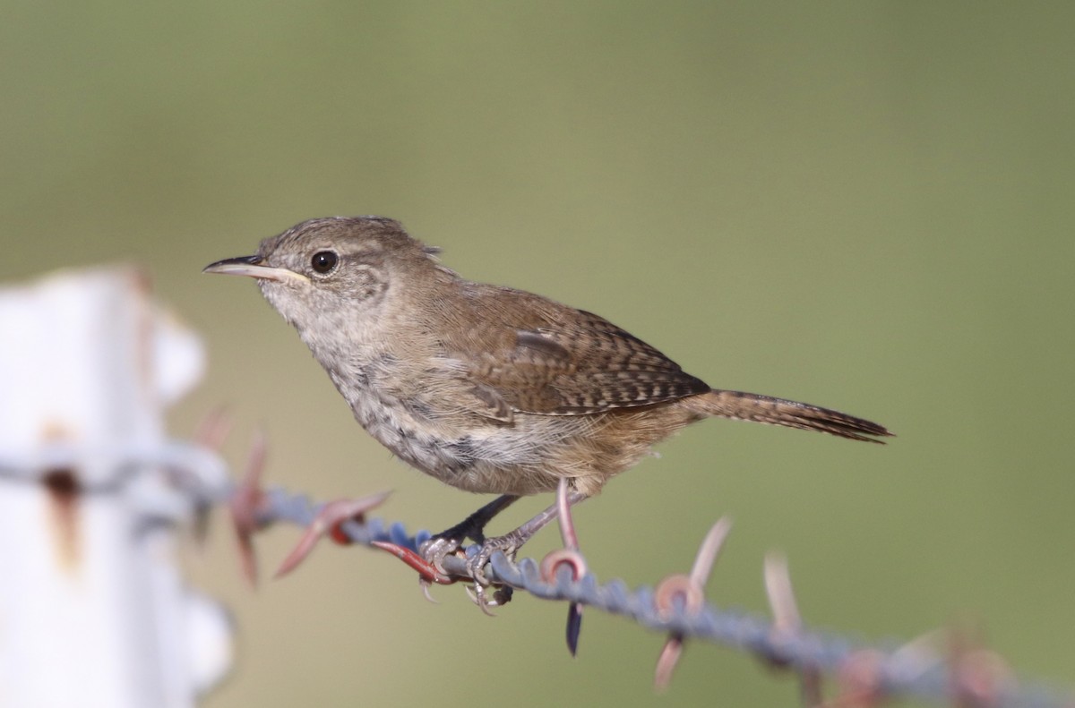 House Wren - ML623296556