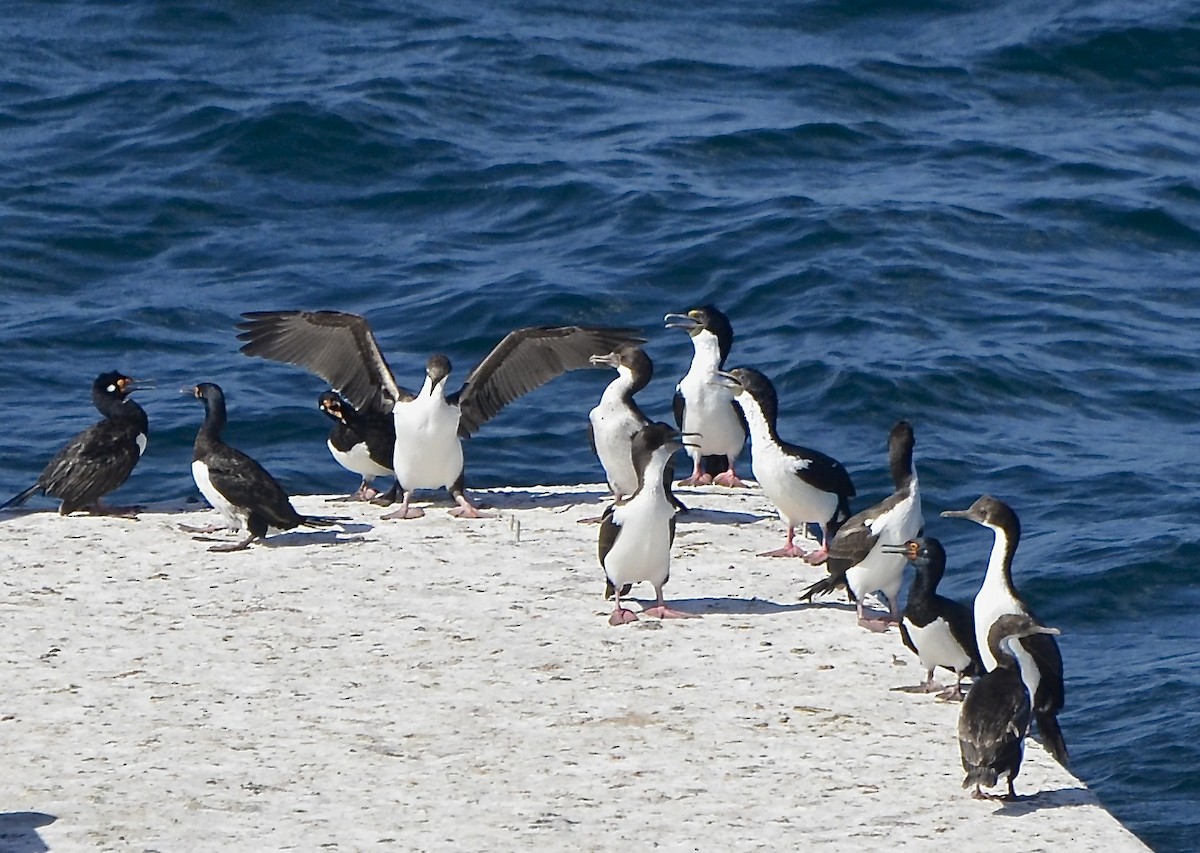 Imperial Cormorant - ML623296587