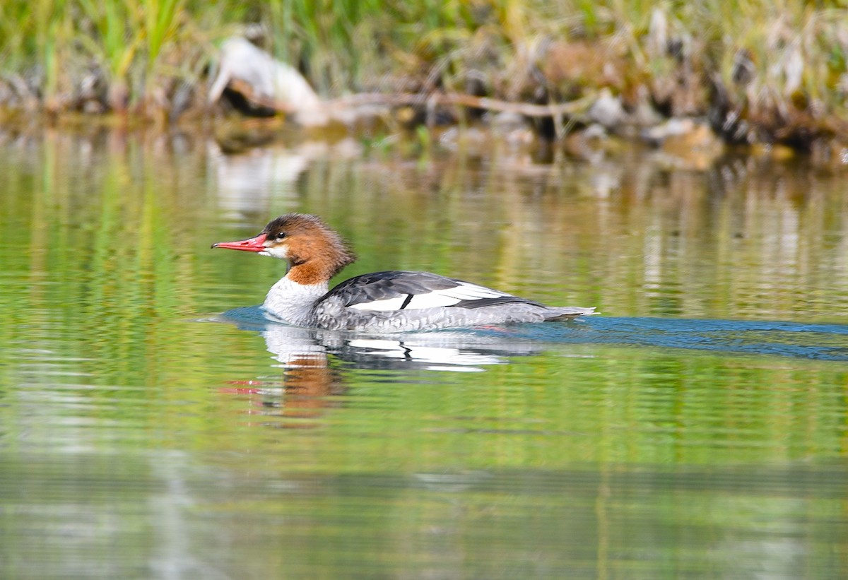 Common Merganser - ML623296615