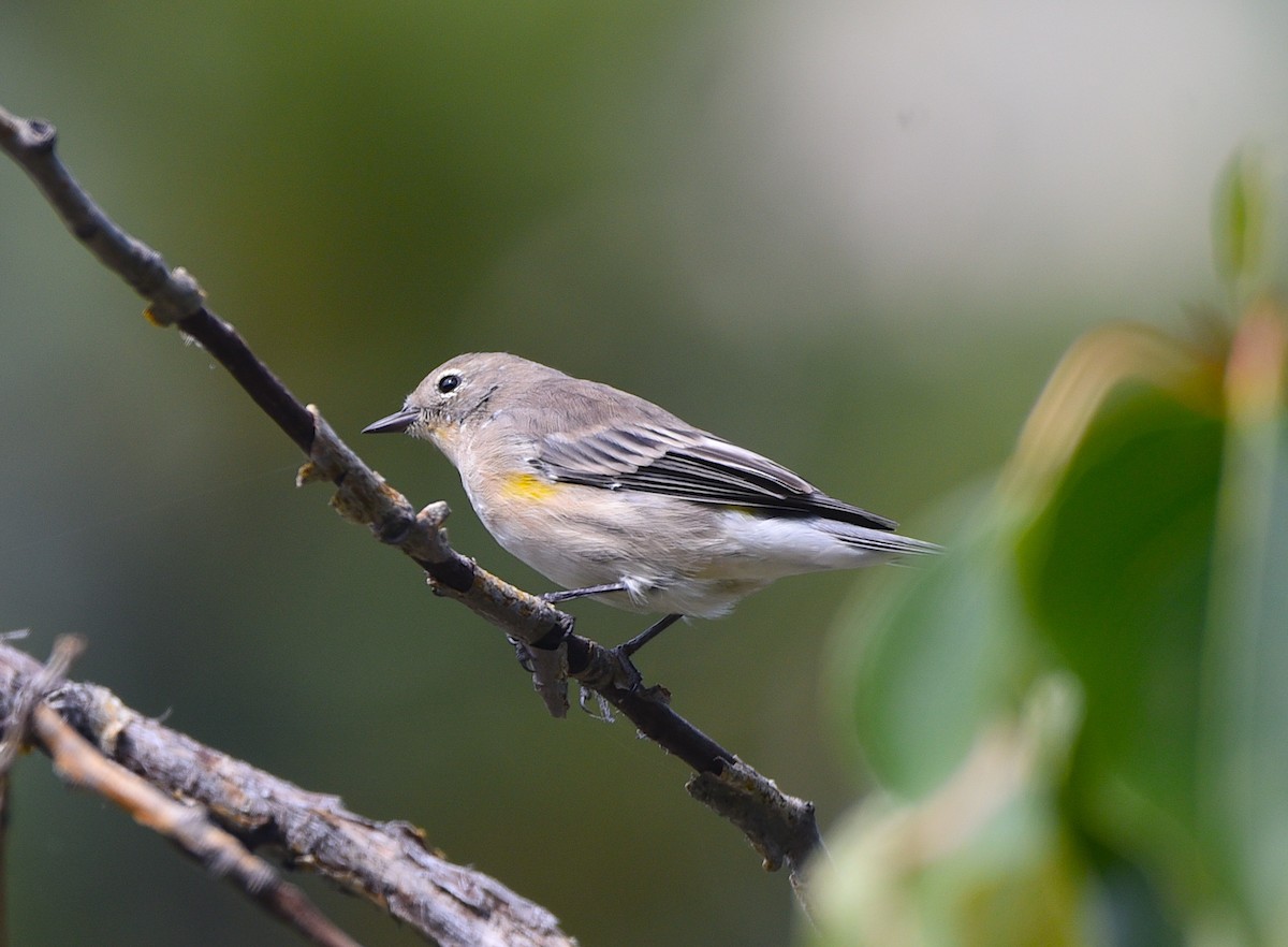 Yellow-rumped Warbler - ML623296621