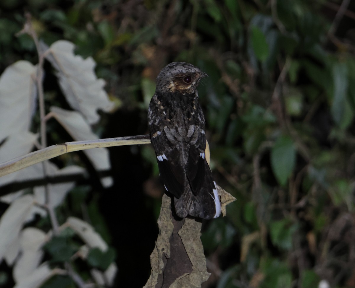 Mees's Nightjar - ML623296629