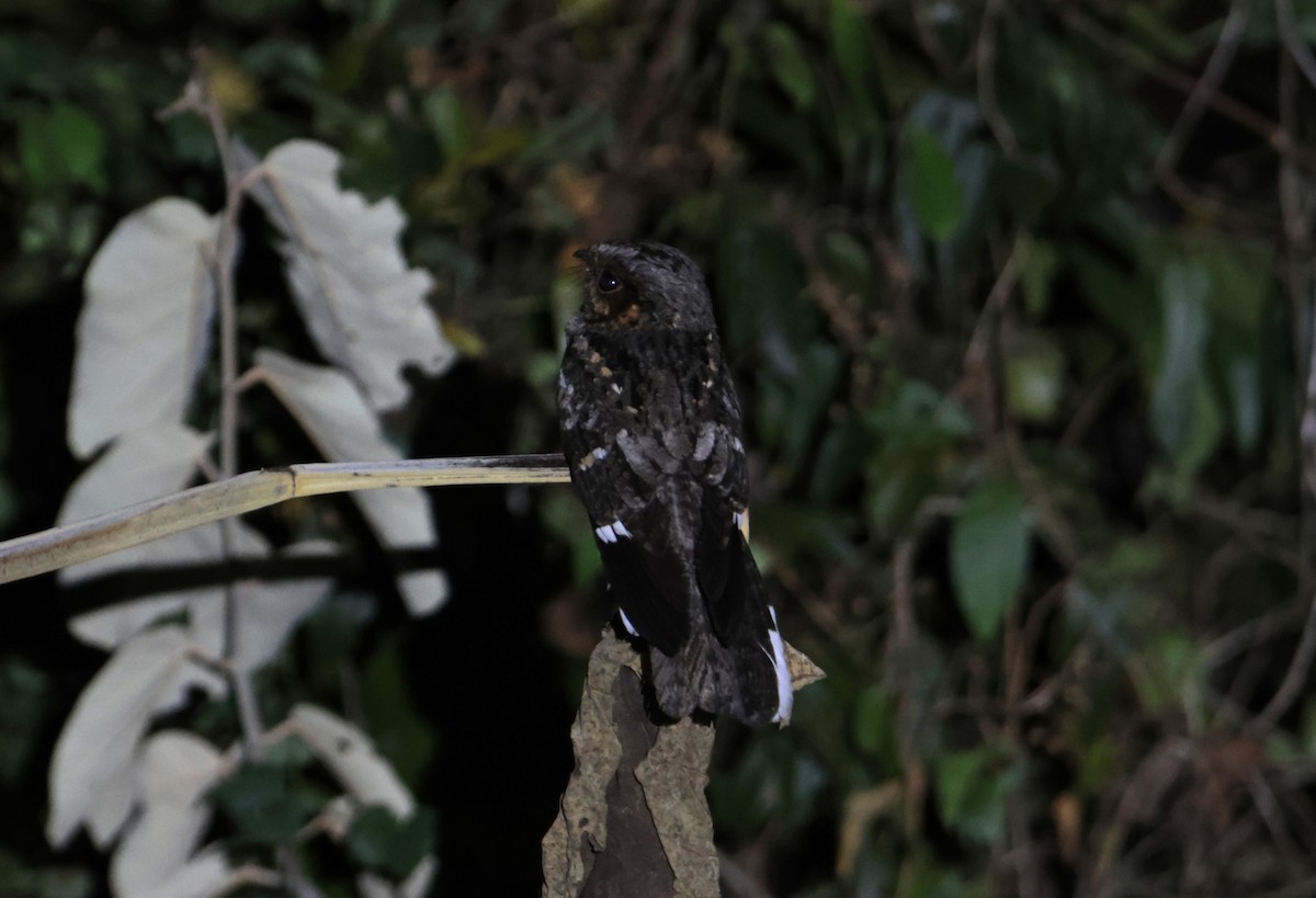 Mees's Nightjar - ML623296630