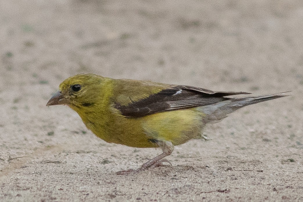 American Goldfinch - ML623296675