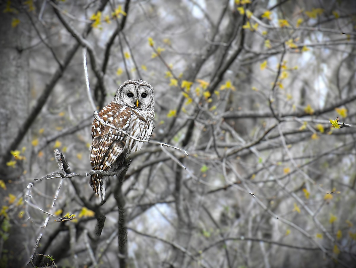 Barred Owl - ML623296742