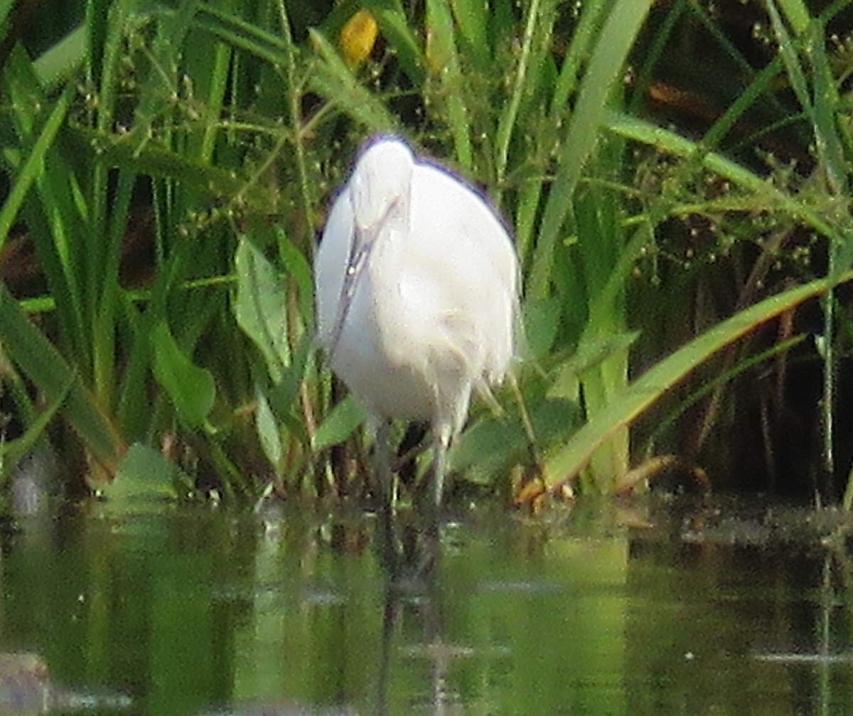 Little Egret - ML623296752