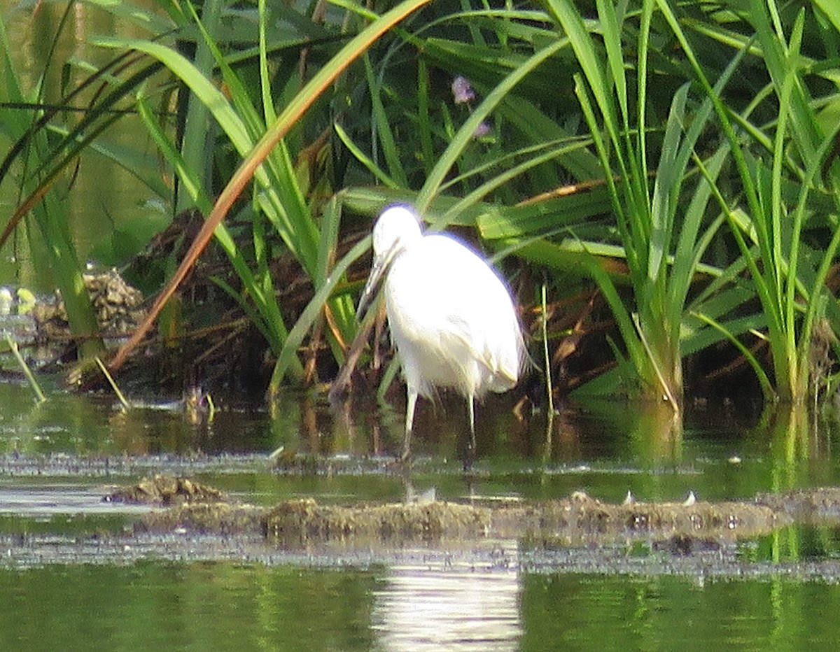 Little Egret - ML623296753