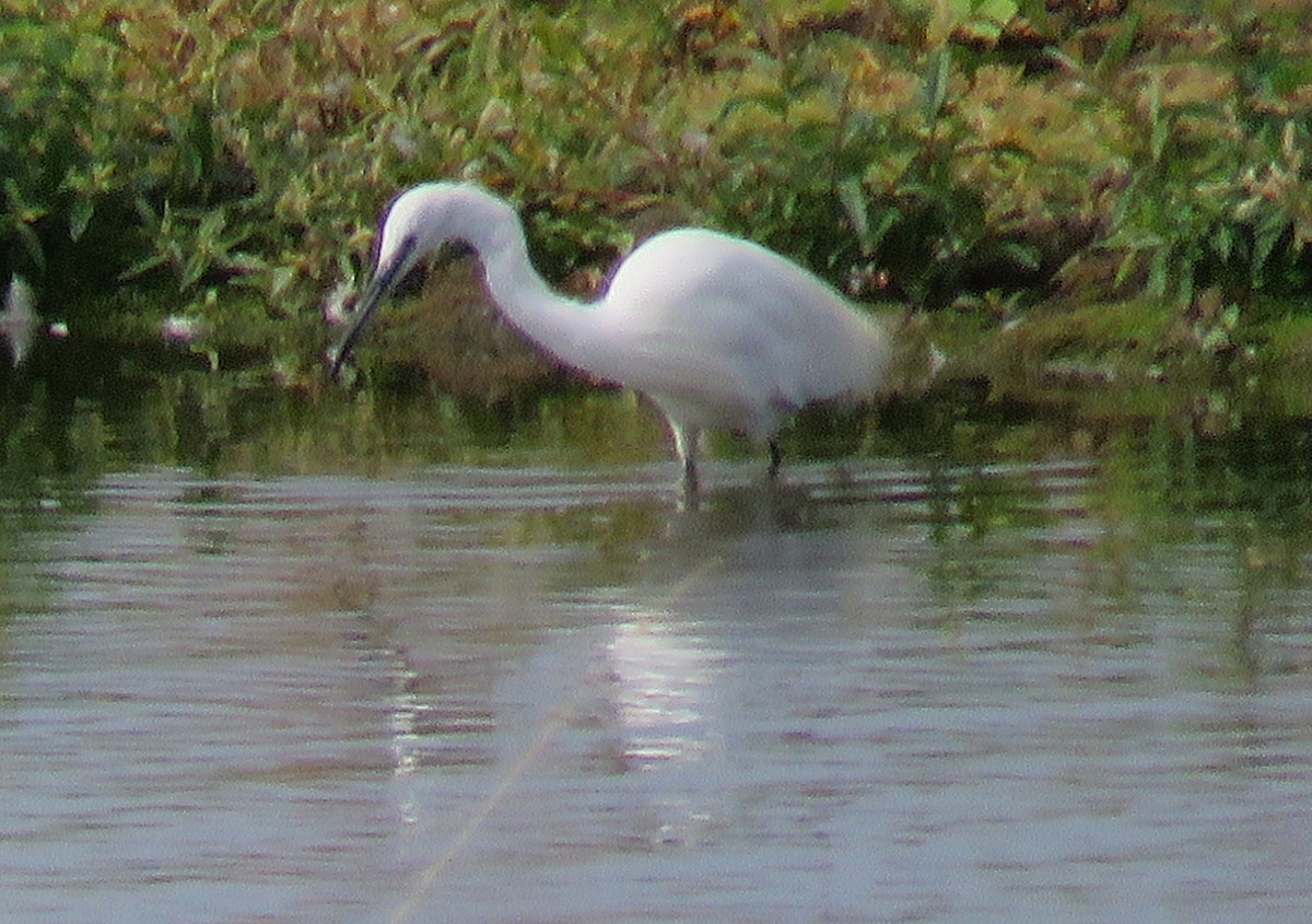 Little Egret - ML623296754