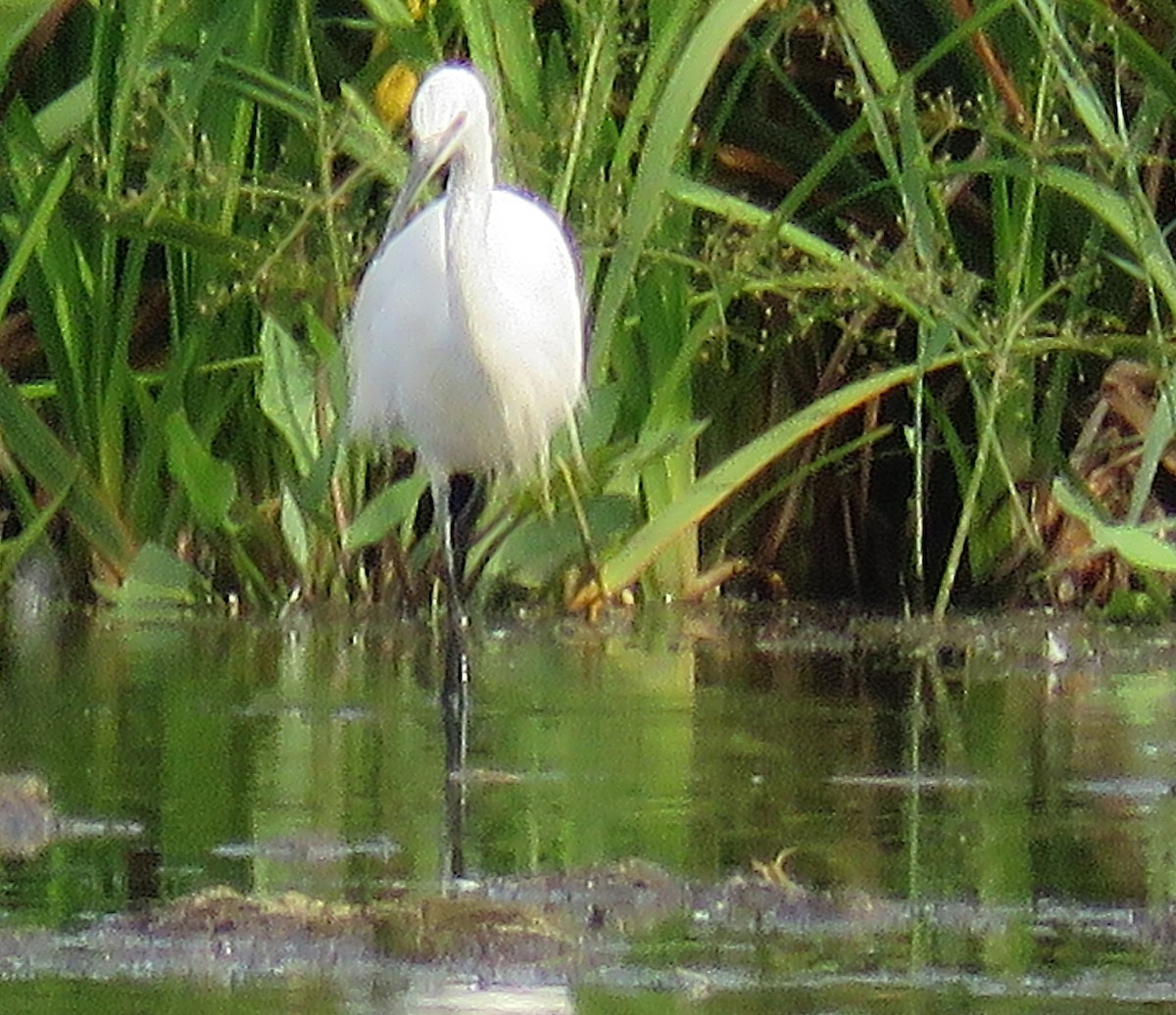 Little Egret - ML623296755