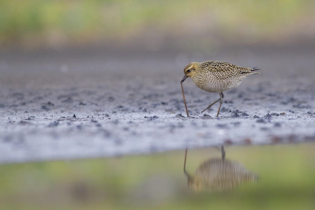 Pacific Golden-Plover - Nathan Dubrow