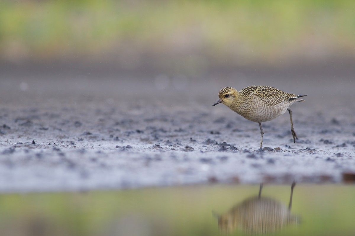 Pacific Golden-Plover - ML623296818