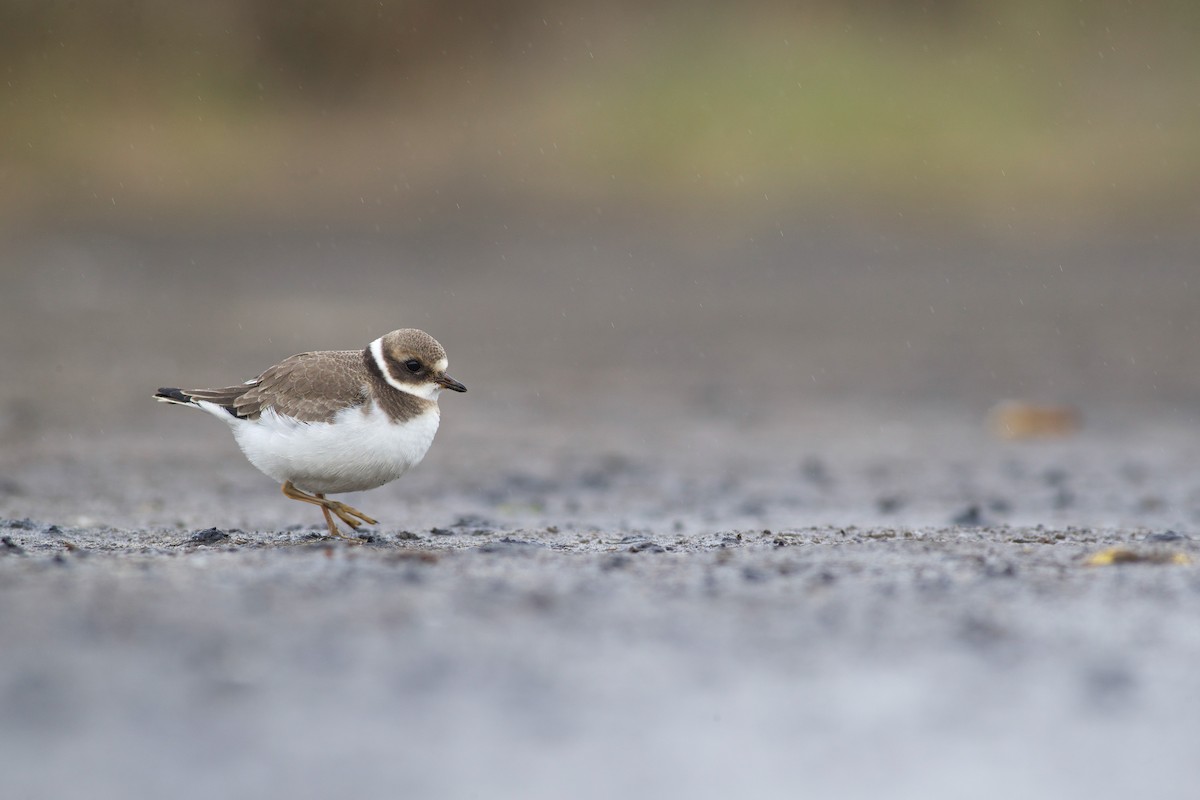 Common Ringed Plover - Nathan Dubrow