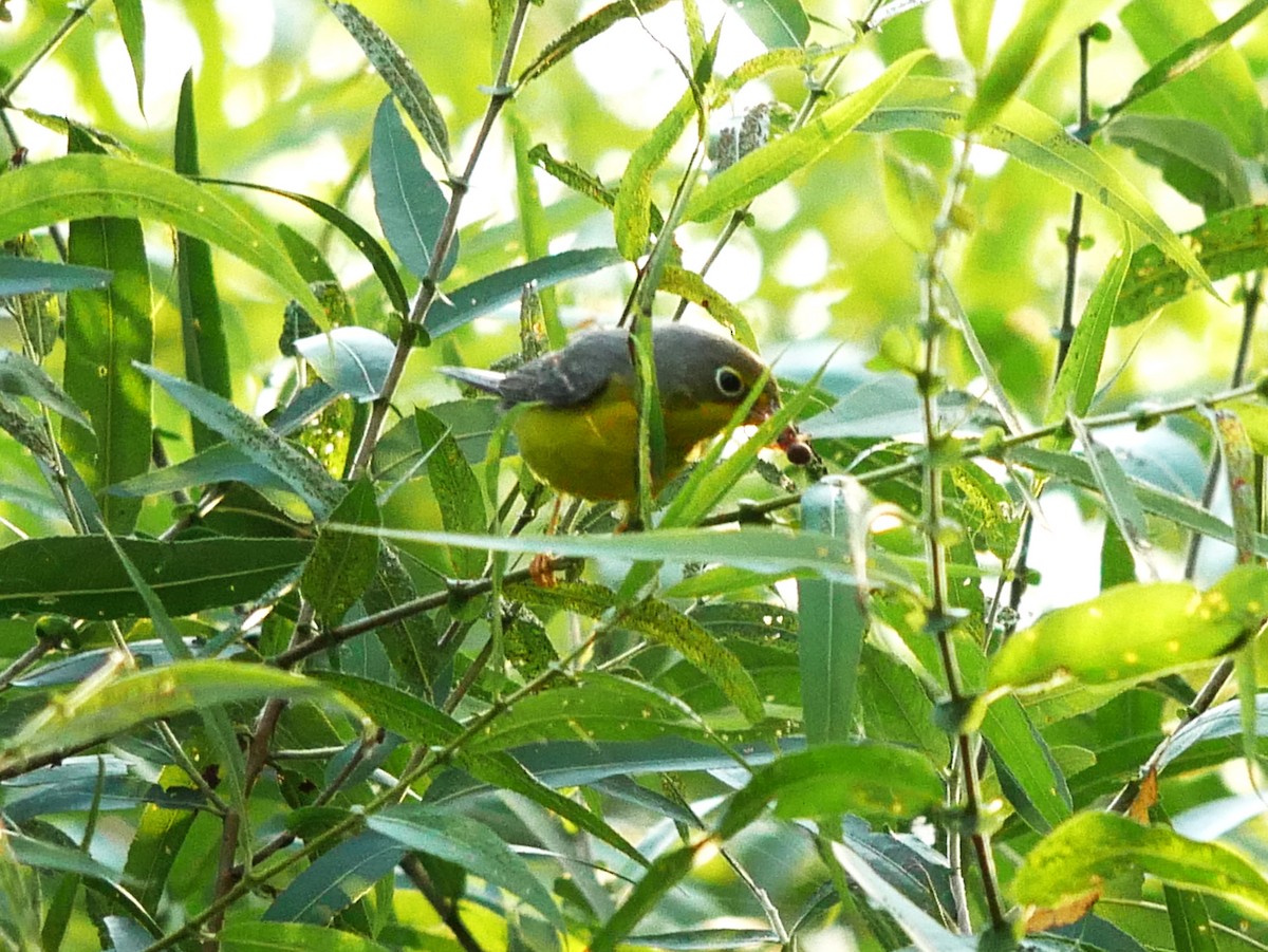 Canada Warbler - ML623296866