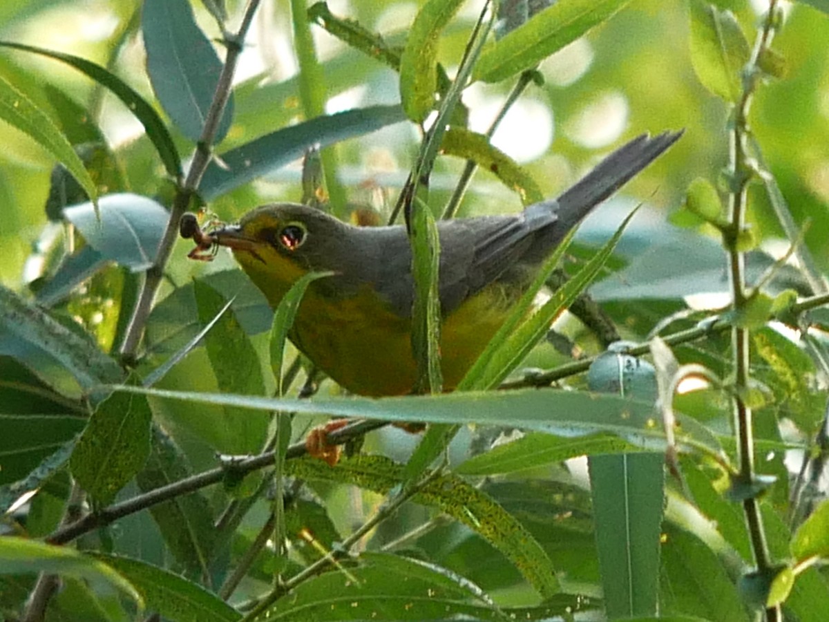 Canada Warbler - ML623296881