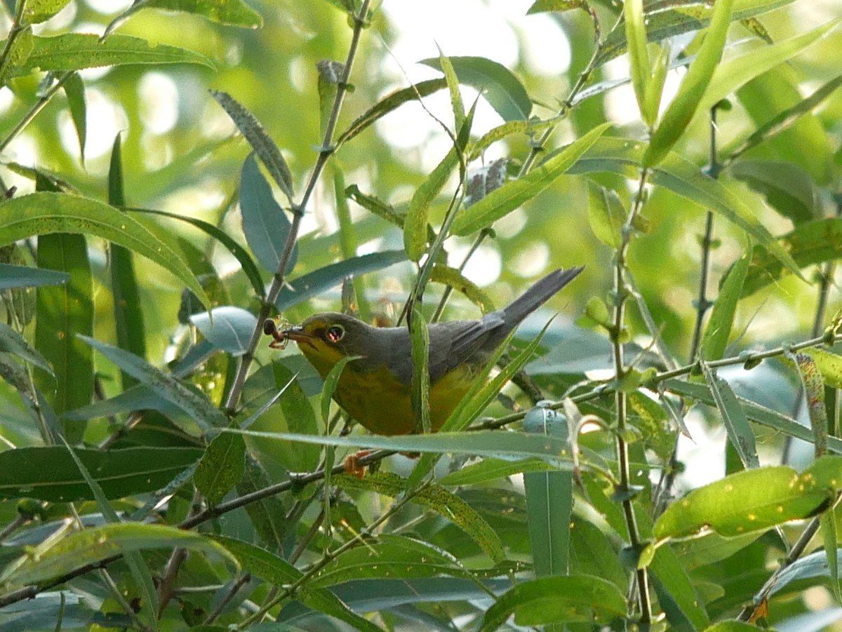 Canada Warbler - ML623296891