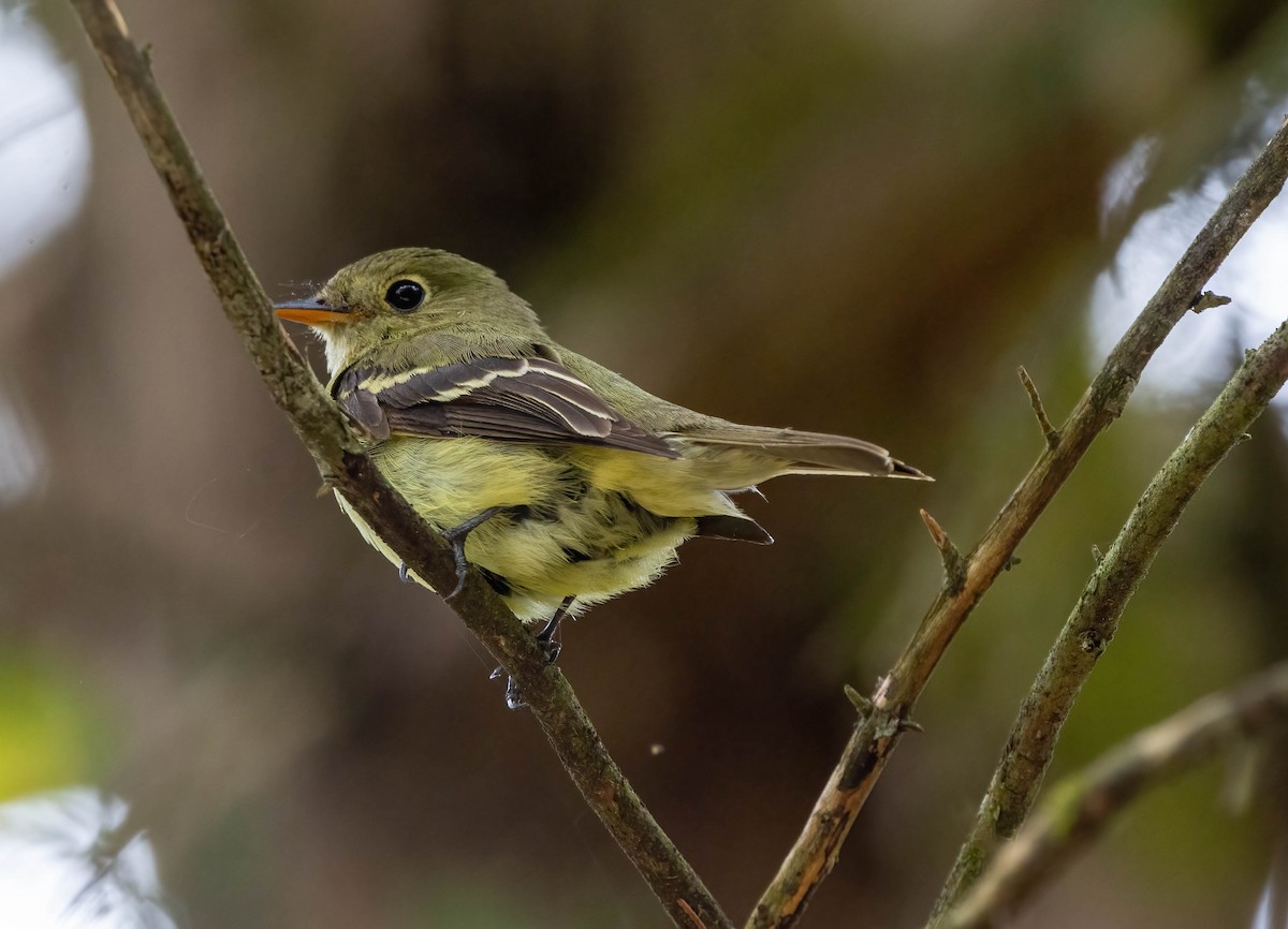 Acadian Flycatcher - Eric Bodker