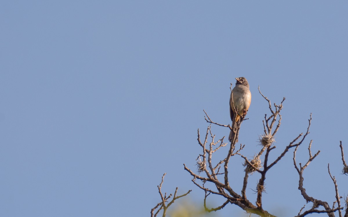 Bridled Sparrow - ML623296923