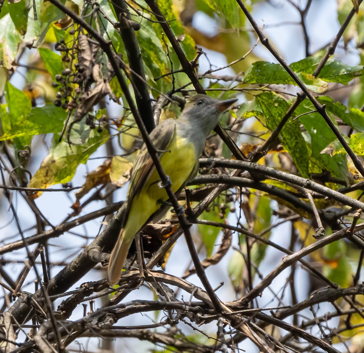 Great Crested Flycatcher - ML623296940