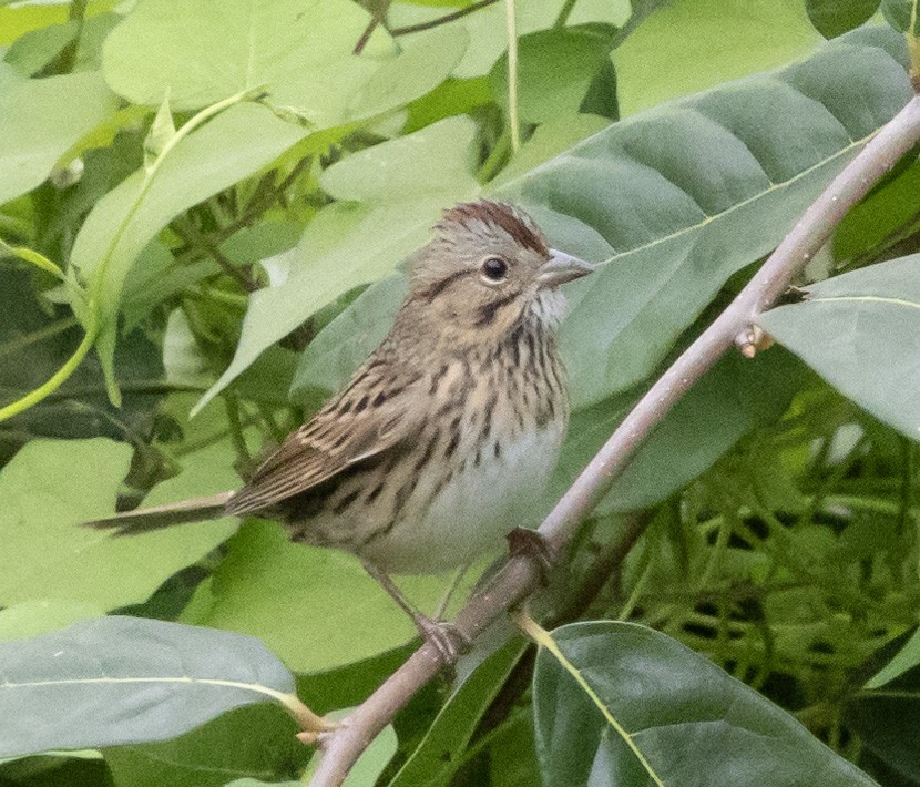 Lincoln's Sparrow - ML623296975