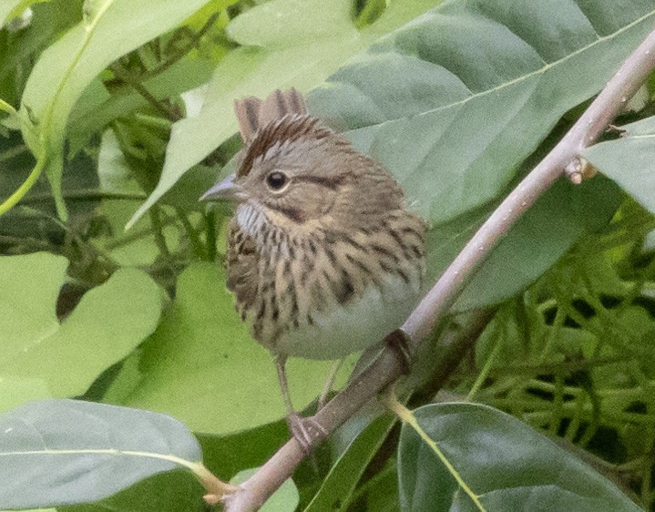 Lincoln's Sparrow - ML623296982