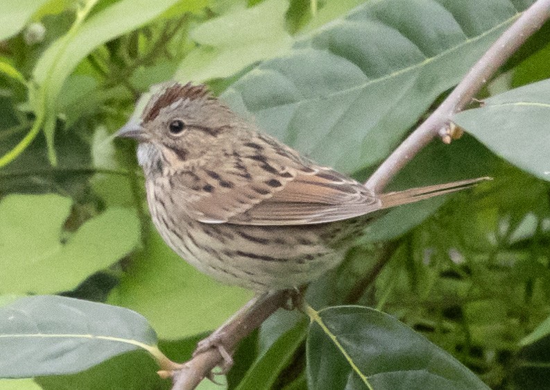 Lincoln's Sparrow - ML623296990