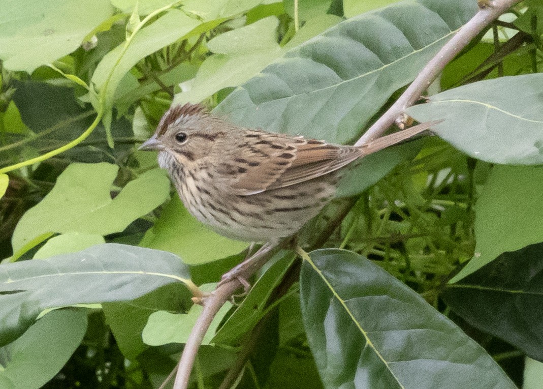 Lincoln's Sparrow - ML623296992