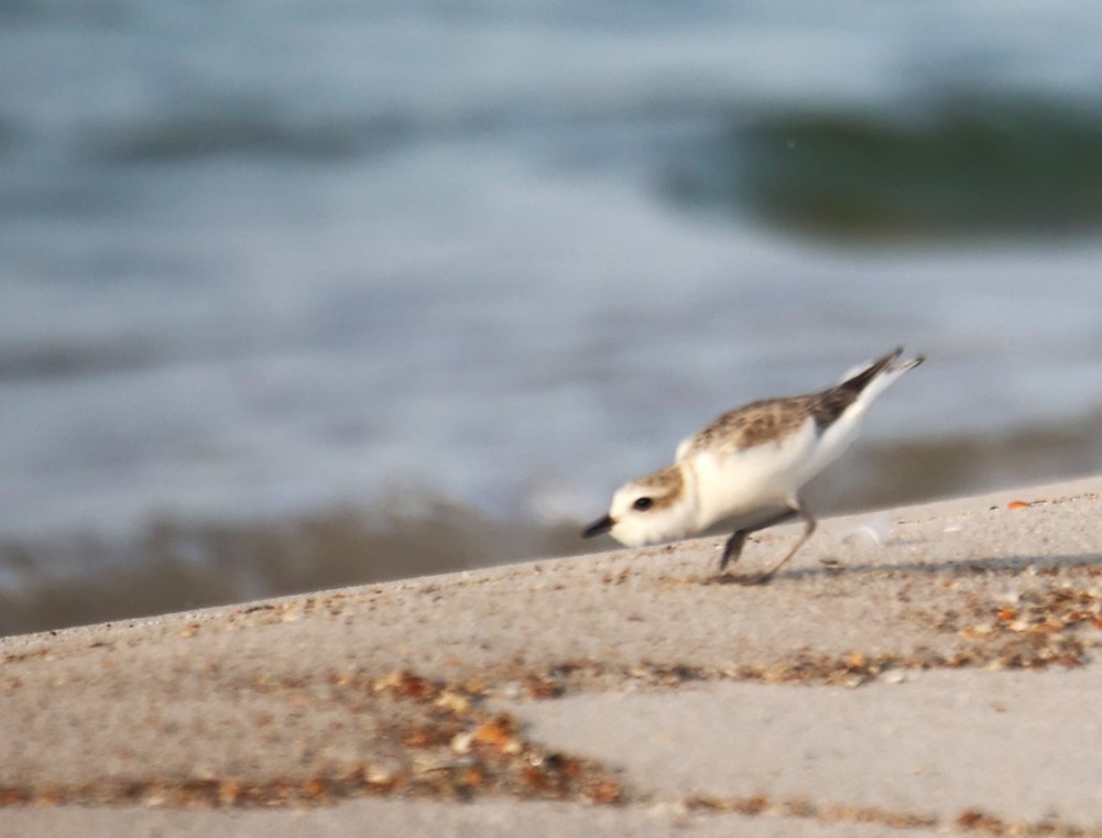 Snowy Plover - ML623297049