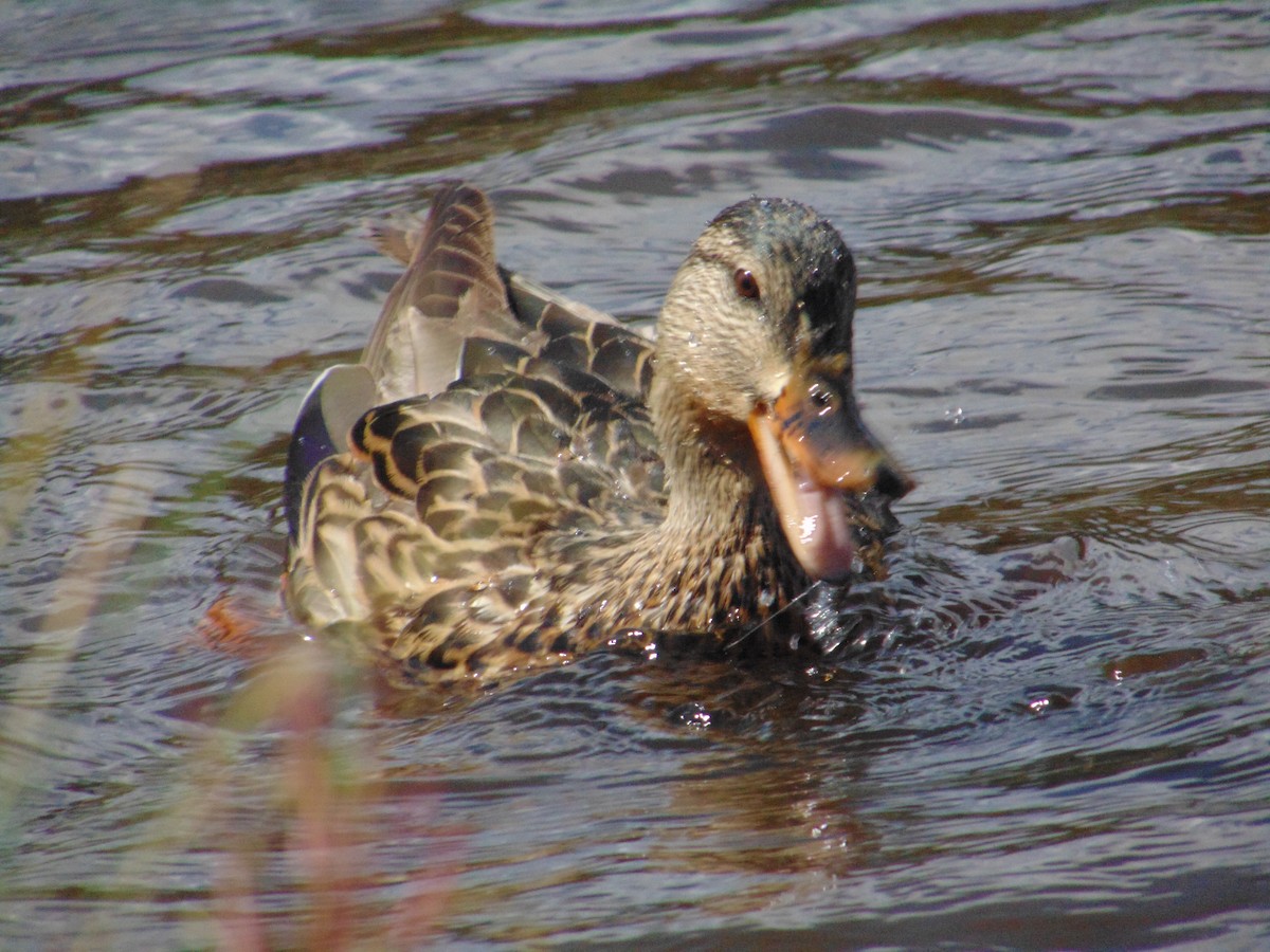 Mallard - ML623297069