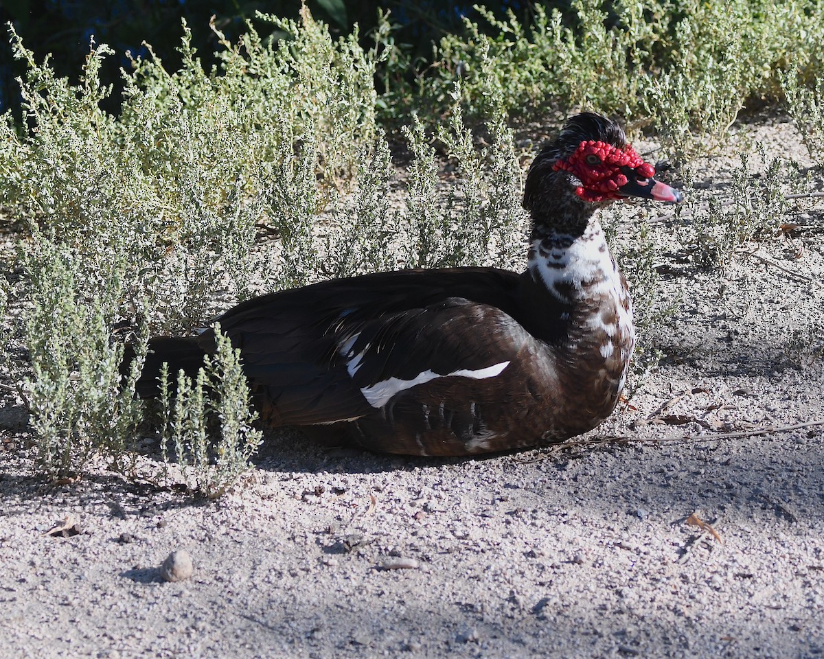 Muscovy Duck (Domestic type) - Ted Wolff