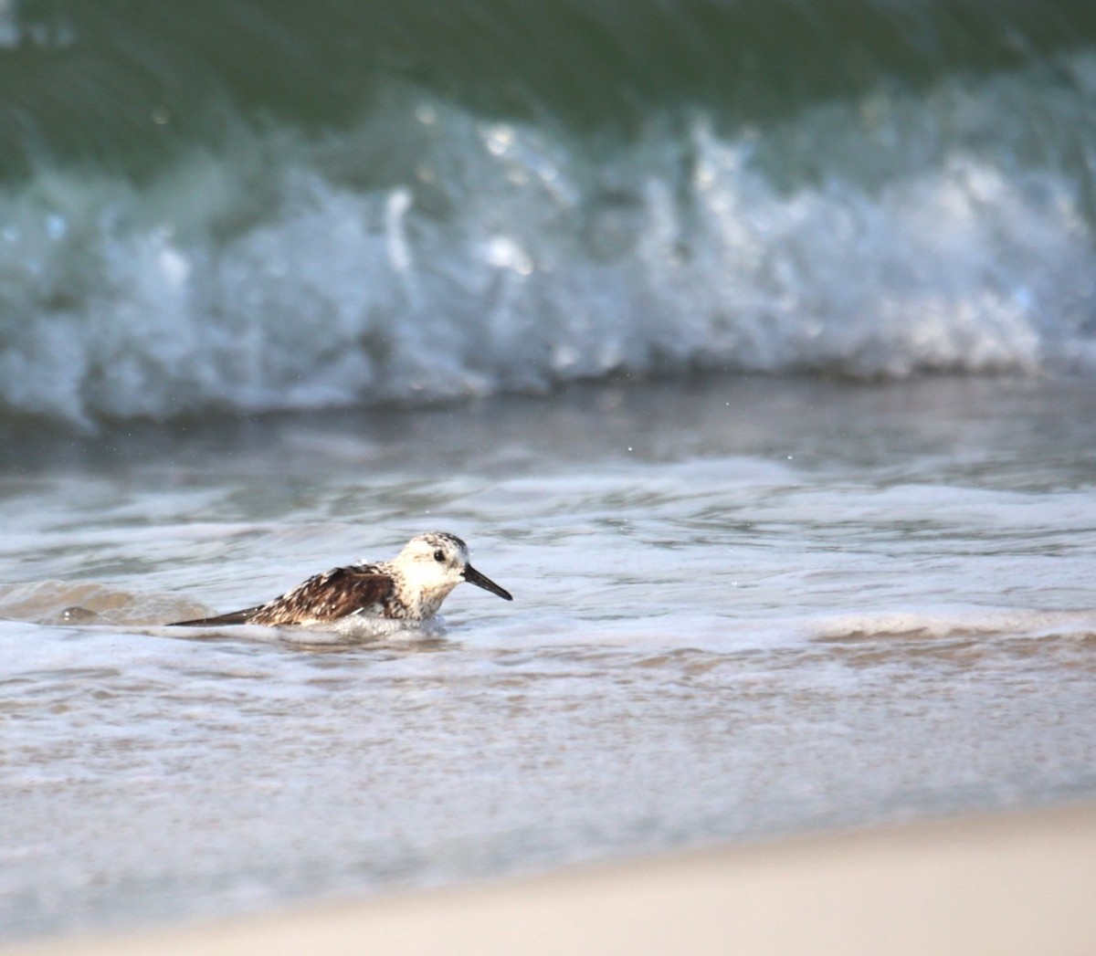 Sanderling - ML623297107