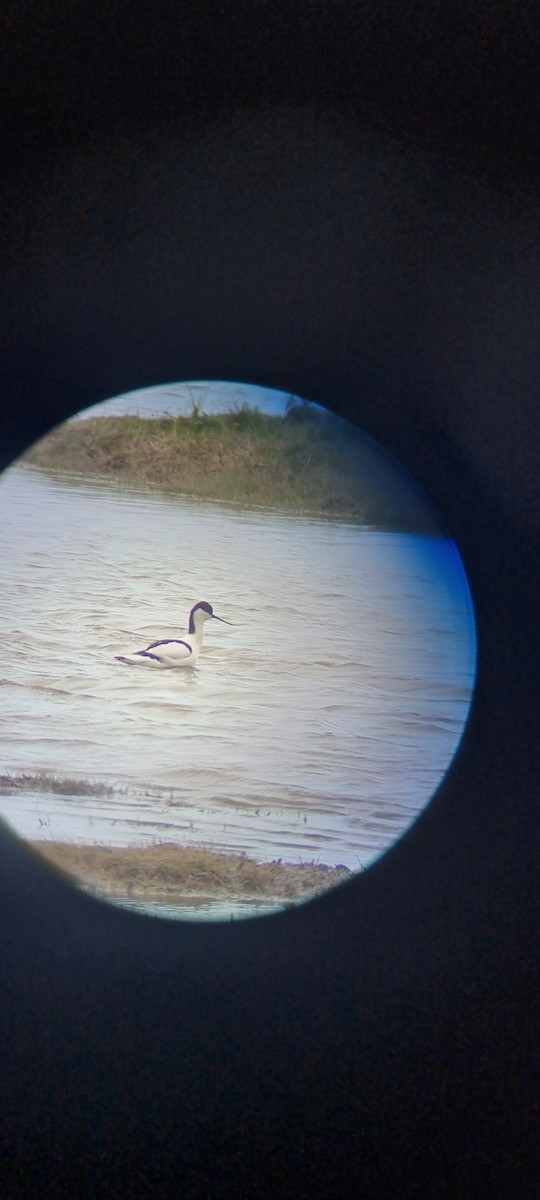 Pied Avocet - James Cannon