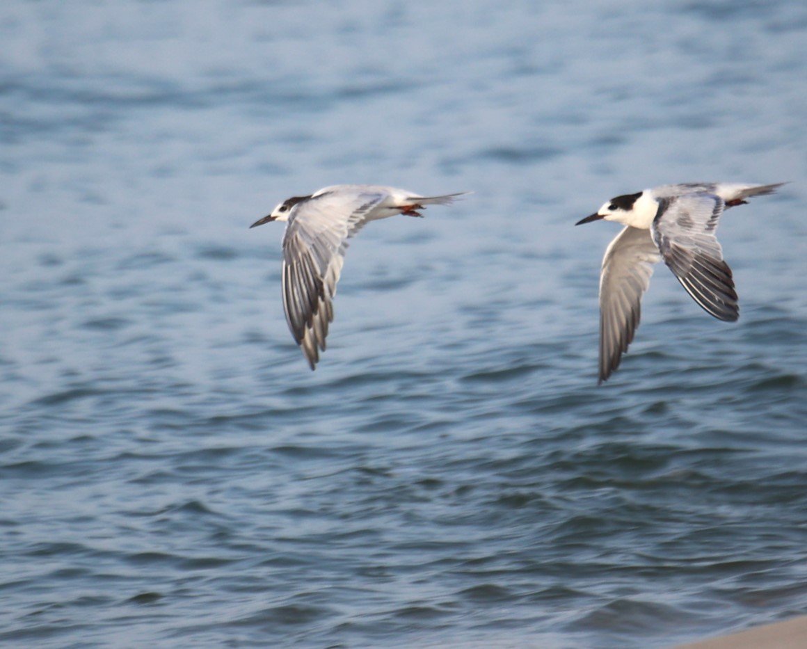 Common Tern - ML623297186