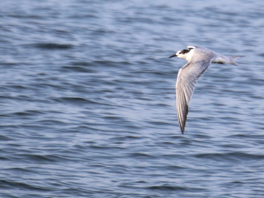 Common Tern - ML623297187