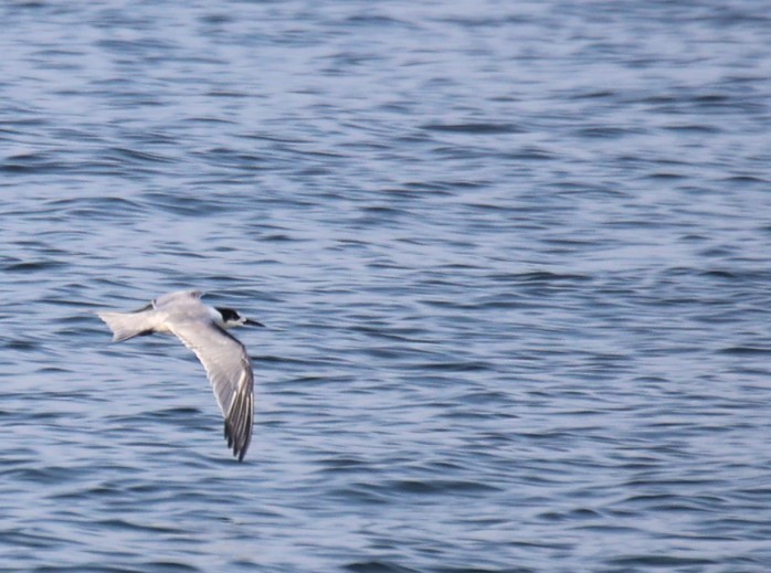 Common Tern - ML623297188