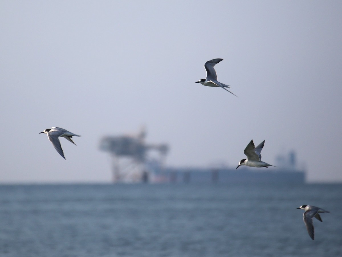 Common Tern - ML623297189