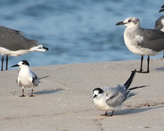 Common Tern - ML623297190