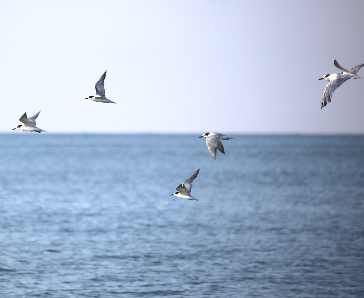 Common Tern - ML623297191