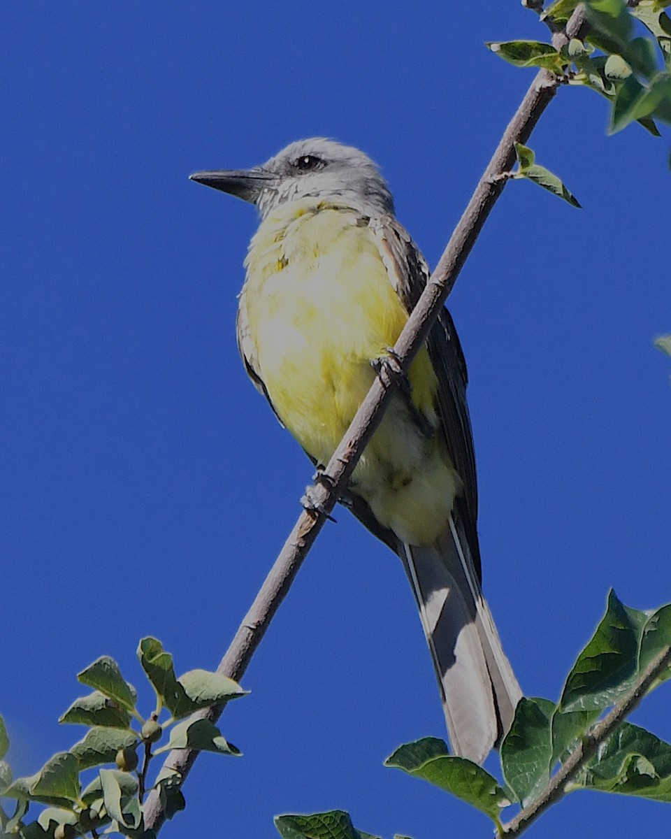 Tropical Kingbird - ML623297195